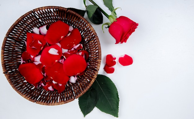 Vista superiore della rosa rossa e dei petali di fiore rosa in un canestro di vimini su fondo bianco con lo spazio della copia