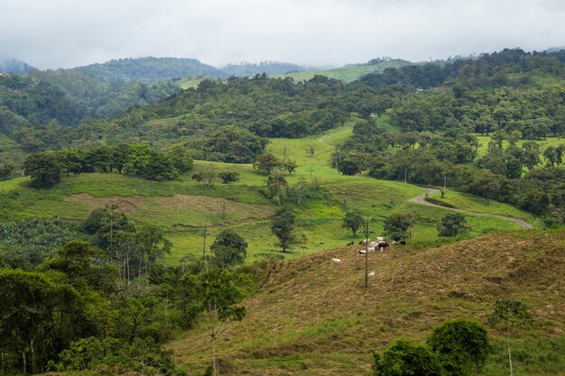 Vista tropicale della foresta pluviale in tempo piovoso alla Costa Rica