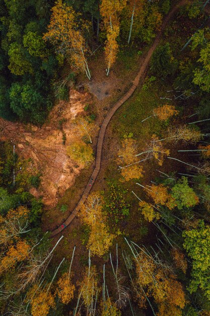 Vista verticale dall'alto di un percorso attraverso una fitta foresta in una giornata autunnale