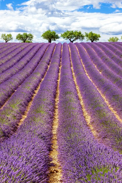 Vista verticale del campo di lavanda con cielo nuvoloso, Francia, Europa