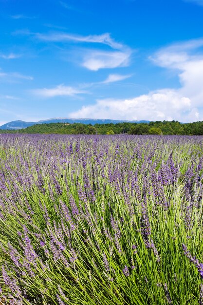 vista verticale del campo di lavanda