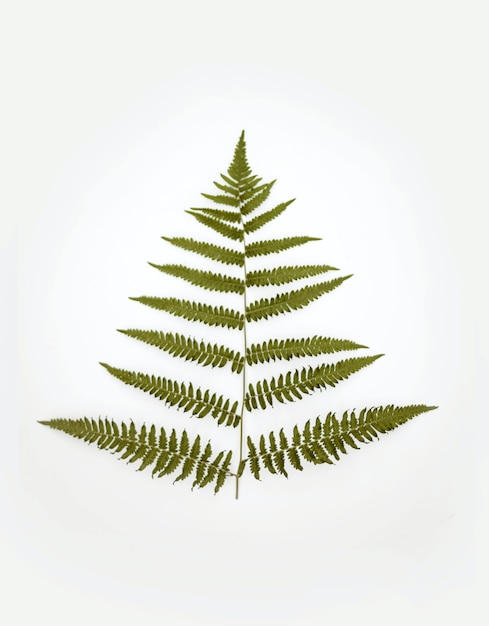 Vista verticale di una pianta verde su sfondo bianco