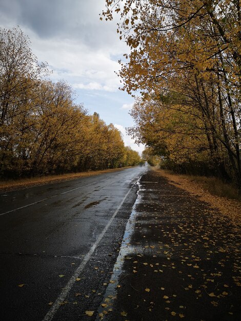 Vista verticale di una strada bagnata con alberi ai lati sotto il cielo nuvoloso