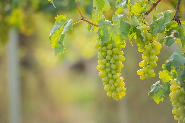 Vite e grappolo d'uva bianca nel giardino della vigna.