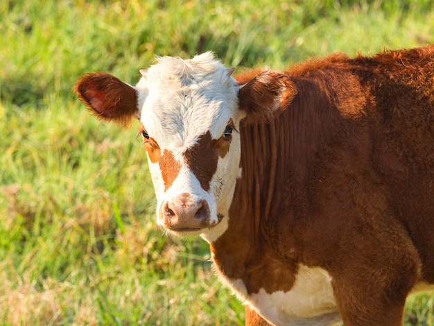 Vitello bianco e marrone in un campo circondato da erba sotto la luce del sole con uno sfocato