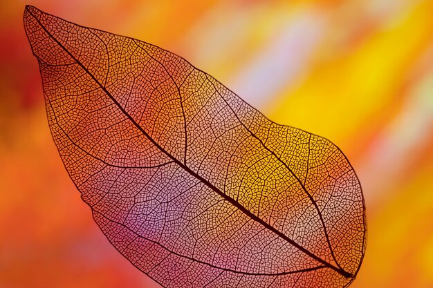 Vivida foglia d'autunno arancione