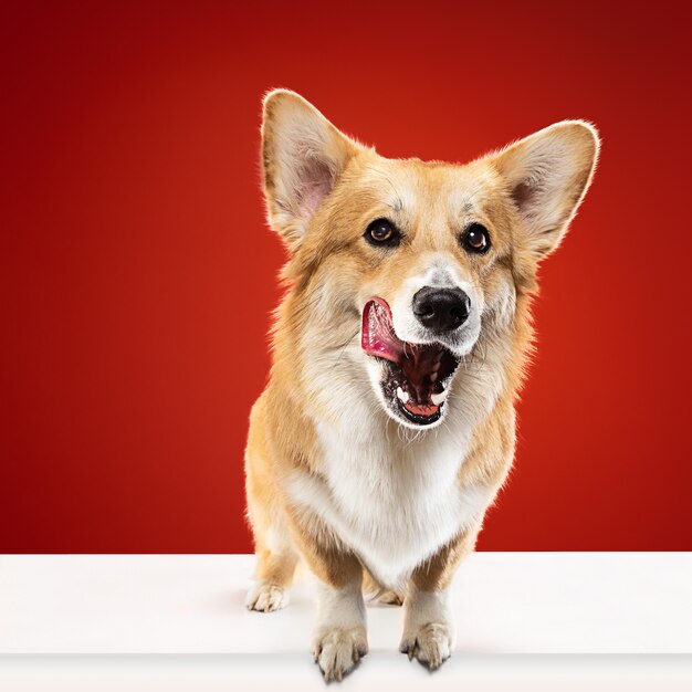 Voglio qualcosa di gustoso. Il cucciolo di Welsh Corgi Pembroke è in posa. Cagnolino o animale domestico lanuginoso sveglio è seduto isolato su priorità bassa rossa. Servizio fotografico in studio. Spazio negativo per inserire il testo o l'immagine.