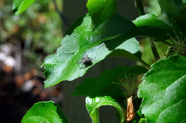 volare su una foglia verde