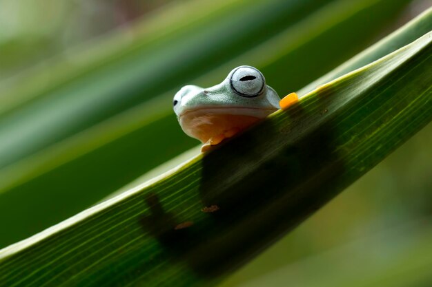 Volo del primo piano della rana faccia sul ramo Immagine del primo piano della rana di Giava