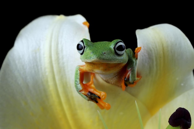 Volo di rana closeup faccia sul ramo Javan tree frog closeup immagine rhacophorus reinwartii su foglie verdi