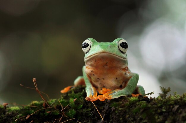 Volo di rana closeup faccia sul ramo Javan tree frog closeup immagine rhacophorus reinwartii su foglie verdi