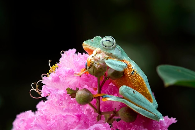 Volo di rana closeup faccia sul ramo Javan tree frog closeup immagine rhacophorus reinwartii su foglie verdi
