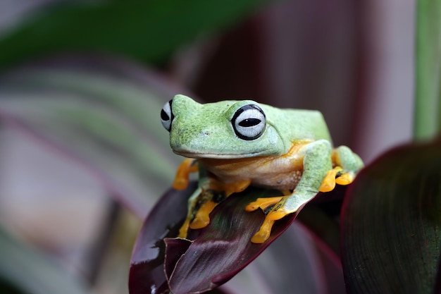 Volo di rana closeup faccia sul ramo Javan tree frog closeup immagine rhacophorus reinwartii su foglie verdi