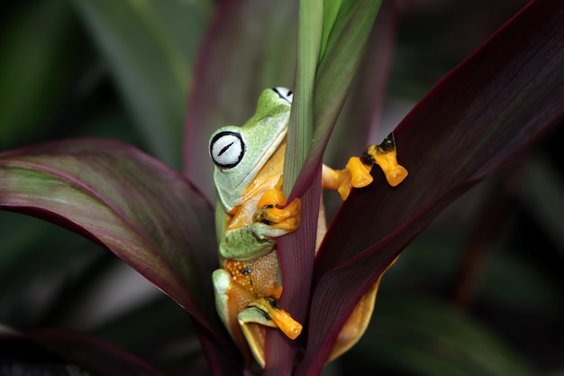 Volo di rana closeup faccia sul ramo Javan tree frog closeup immagine rhacophorus reinwartii su foglie verdi