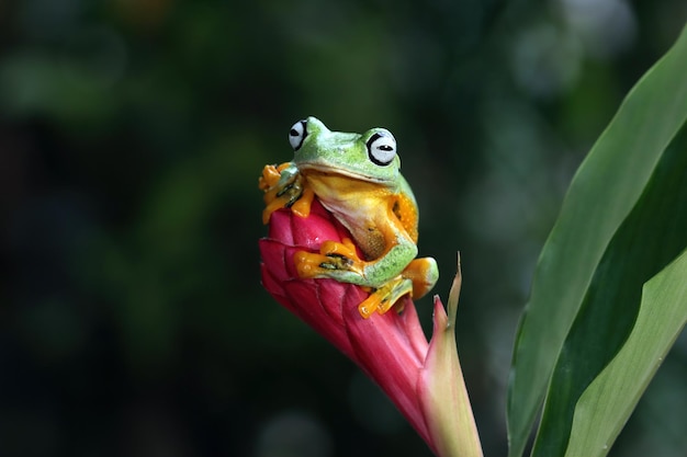 Volo di rana closeup faccia sul ramo Javan tree frog closeup immagine rhacophorus reinwartii su foglie verdi