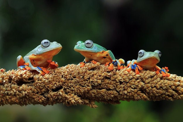 Volo di rana closeup faccia sul ramo Javan tree frog closeup immagine rhacophorus reinwartii su foglie verdi
