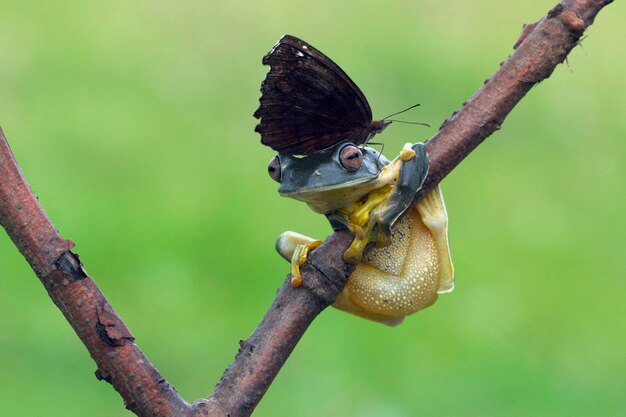 Volo di rana closeup faccia sul ramo Javan tree frog closeup immagine rhacophorus reinwartii su foglie verdi