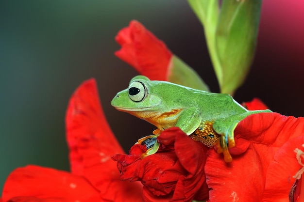 Volo di rana closeup faccia sul ramo Javan tree frog closeup immagine rhacophorus reinwartii su foglie verdi