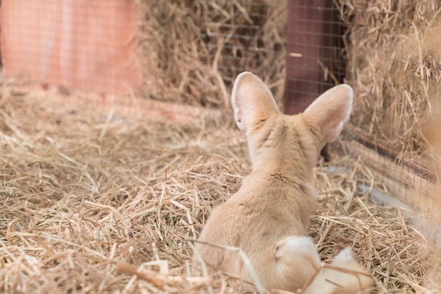 Volpe di Fennec o volpe desertica