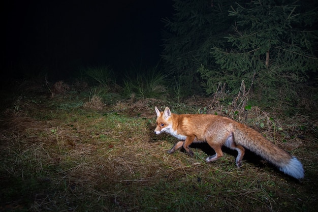 Volpe rossa durante la notte