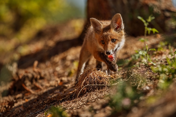 Foto gratuito volpe rossa vulpes vulpes nella foresta europea