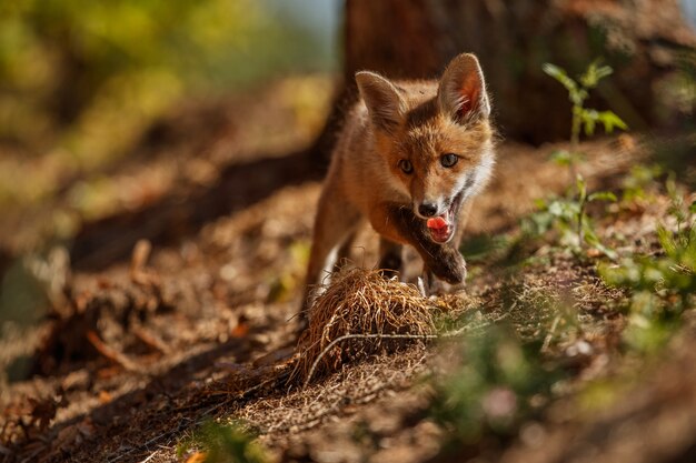 Volpe rossa Vulpes vulpes nella foresta europea