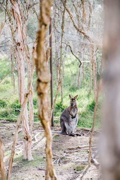 wallaby in piedi