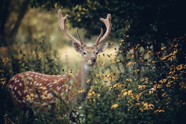 Whitetail cervi in piedi in legno di autunno