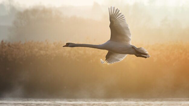 Whooper swan volare sopra l'acqua circondato dal verde sotto la luce del sole