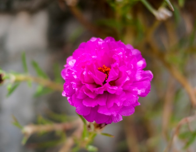 Wildflower fiore foglia estate bellezza