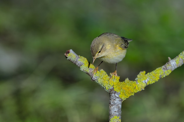 Willow warbler Phylloscopus trochilus, Malta, Mediterranea