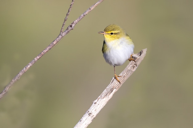 Wood warbler Phylloscopus sibilatrix, Malta, Mediterraneo