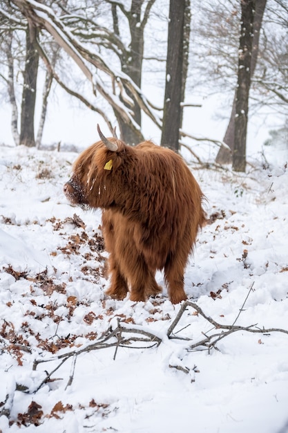 Yak marrone soffice a pelo lungo con lunghe corna sulla neve