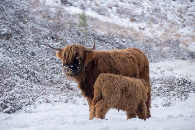 Yak marroni lanuginosi a pelo lungo con lunghe corna sulla neve in inverno