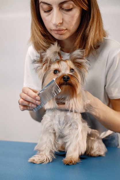 Yorkshire terrier ottenere procedura presso il salone di toelettatura Giovane donna in maglietta bianca che pettina un piccolo cane Yorkshire terrier cucciolo su un tavolo blu