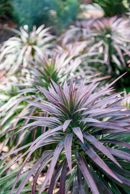 Yucca desmetiana closeup