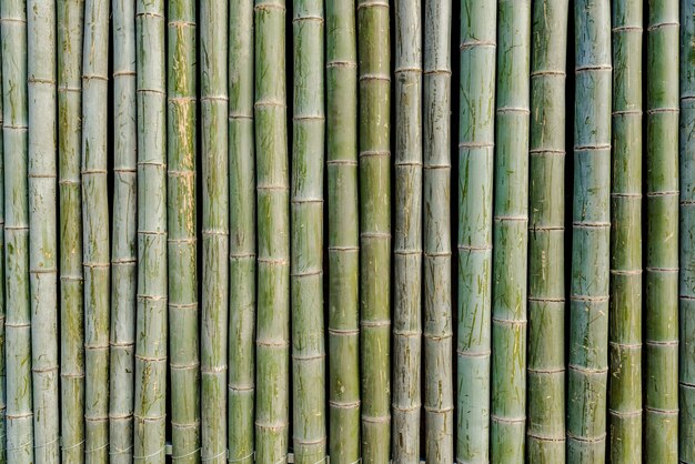 Zattera di bambù