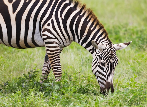 Zebra al pascolo nel parco nazionale orientale di Tsavo, Kenya