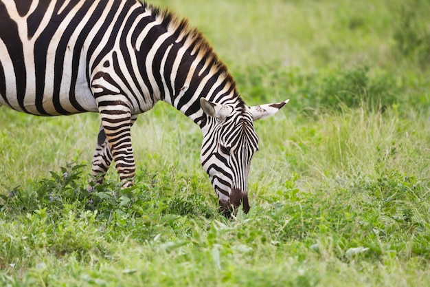 Zebra che pasce sull'erba nel parco nazionale orientale di Tsavo, Kenya