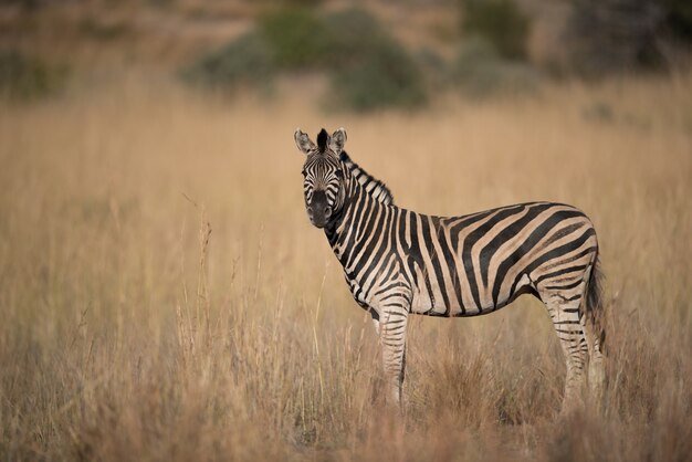 Zebra che sta in un campo erboso asciutto