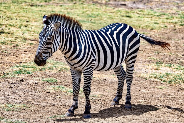 Zebra in un prato immerso nel verde sotto la luce del sole con uno sfondo sfocato