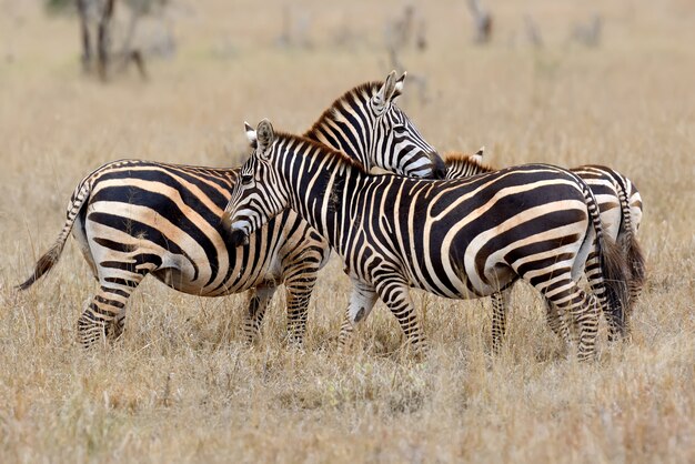 Zebra su prati in Africa, parco nazionale del Kenya