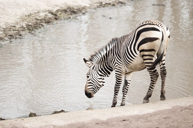 Zebra vicino a un lago sporco sotto la luce solare