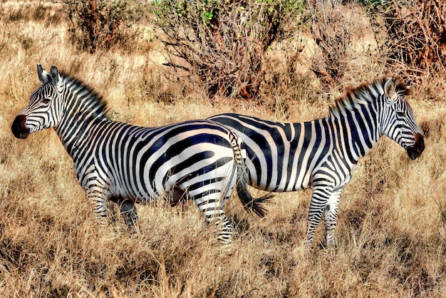 Zebre in un campo coperto di erba sotto la luce del sole durante il giorno