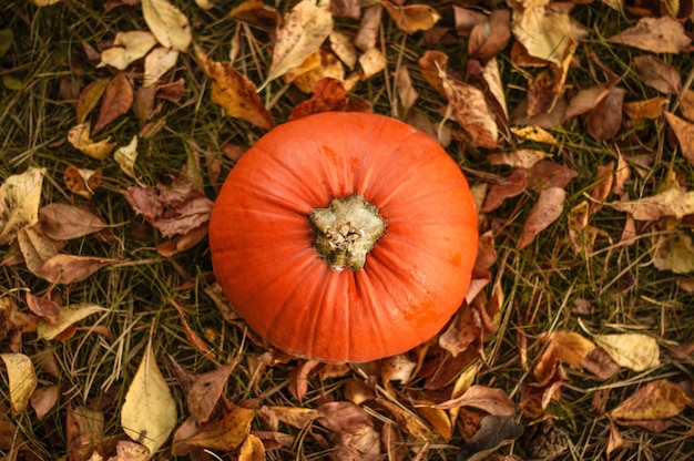 Zucca arancione fresca sull'erba con foglie secche