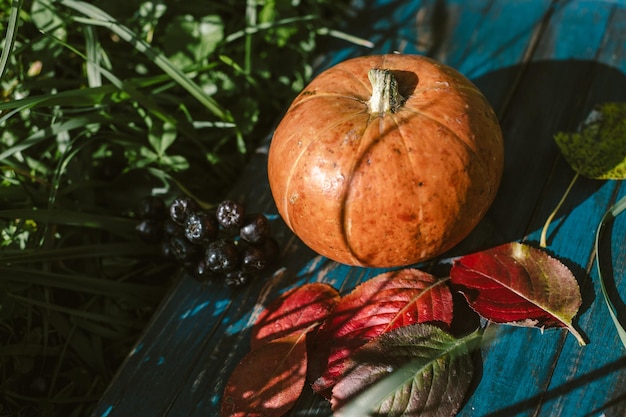 Zucca con foglie di autunno nell'erba