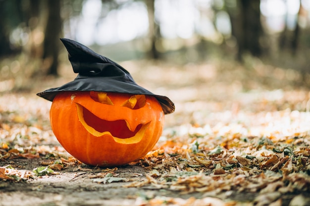 Zucche di Halloween in una foresta di autunno