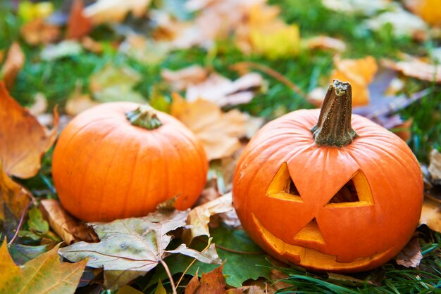 Zucche di Halloween nella foresta d'autunno