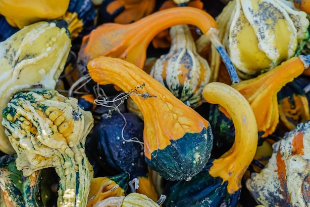 Zucche impilate durante l'autunno in Canada