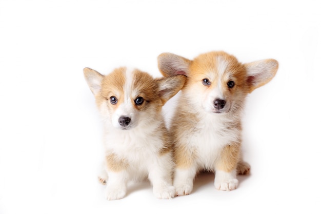 2 cuccioli di Pembroke Welsh Corgi seduti